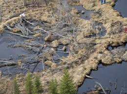 Minera derramó 82 metros cúbicos de solución cianurada en Sonora: Profepa